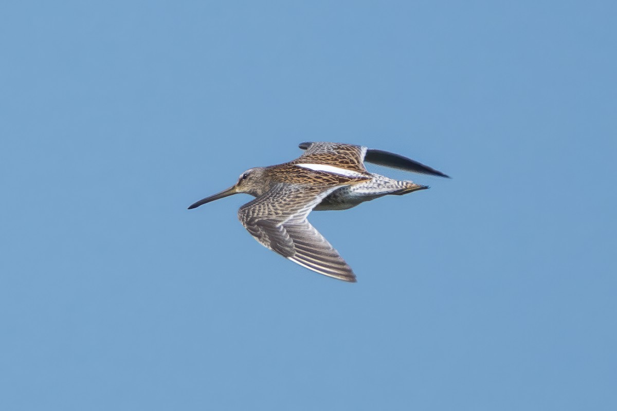 Short-billed Dowitcher - ML640199498