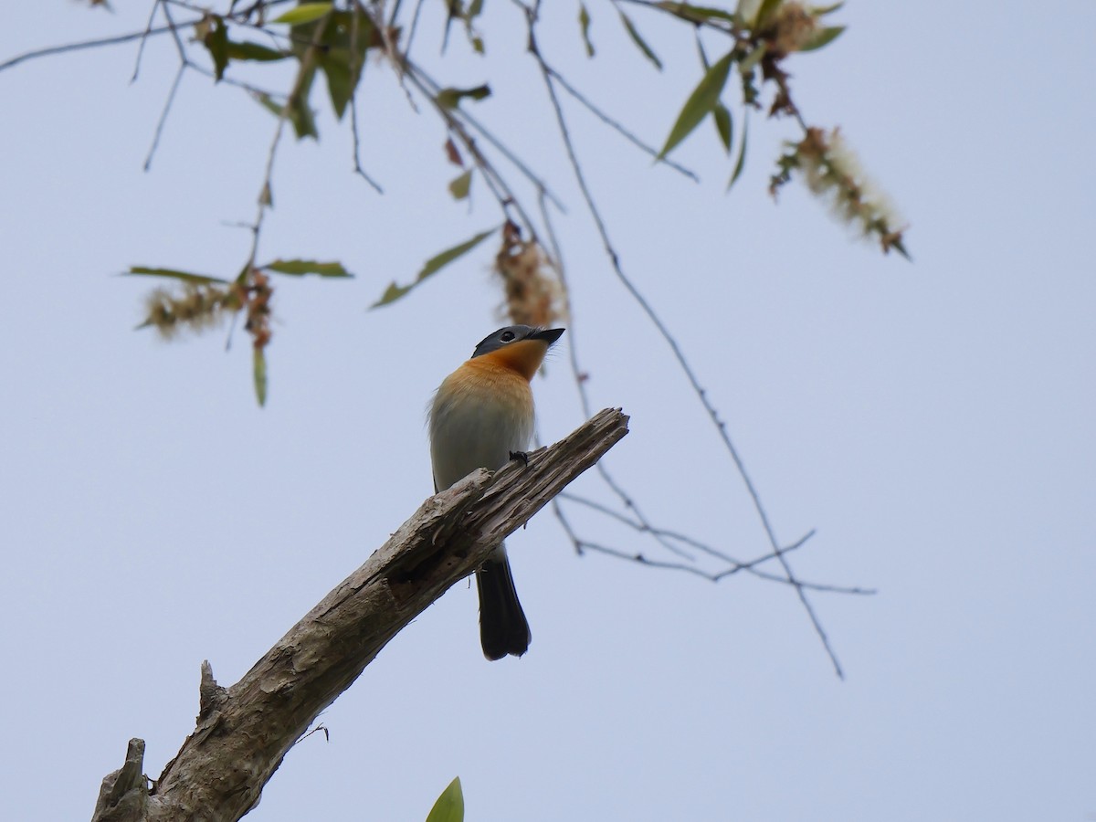 Broad-billed Flycatcher - ML640199518