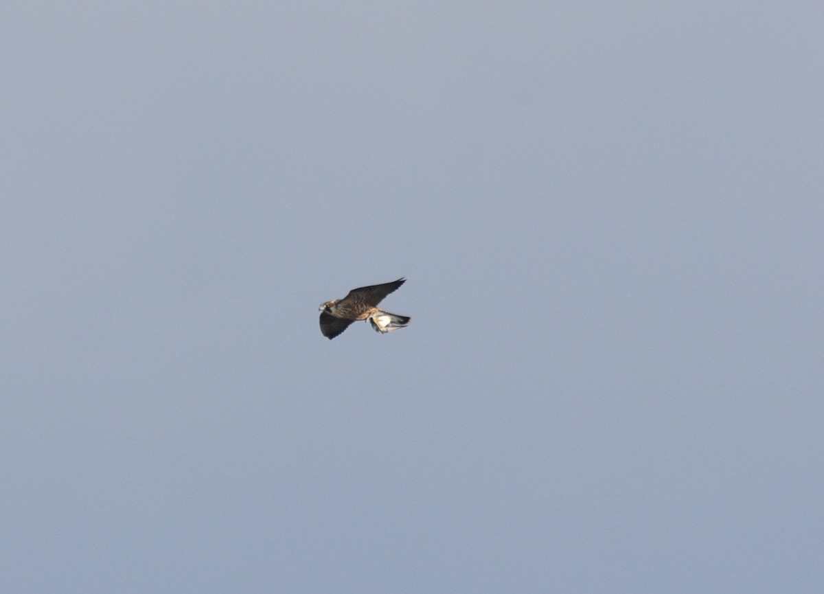 Peregrine Falcon - ML640199558