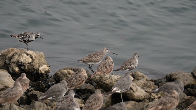 Bar-tailed Godwit (Siberian) - ML640199570