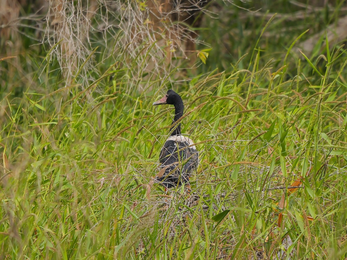 Magpie Goose - ML640199602