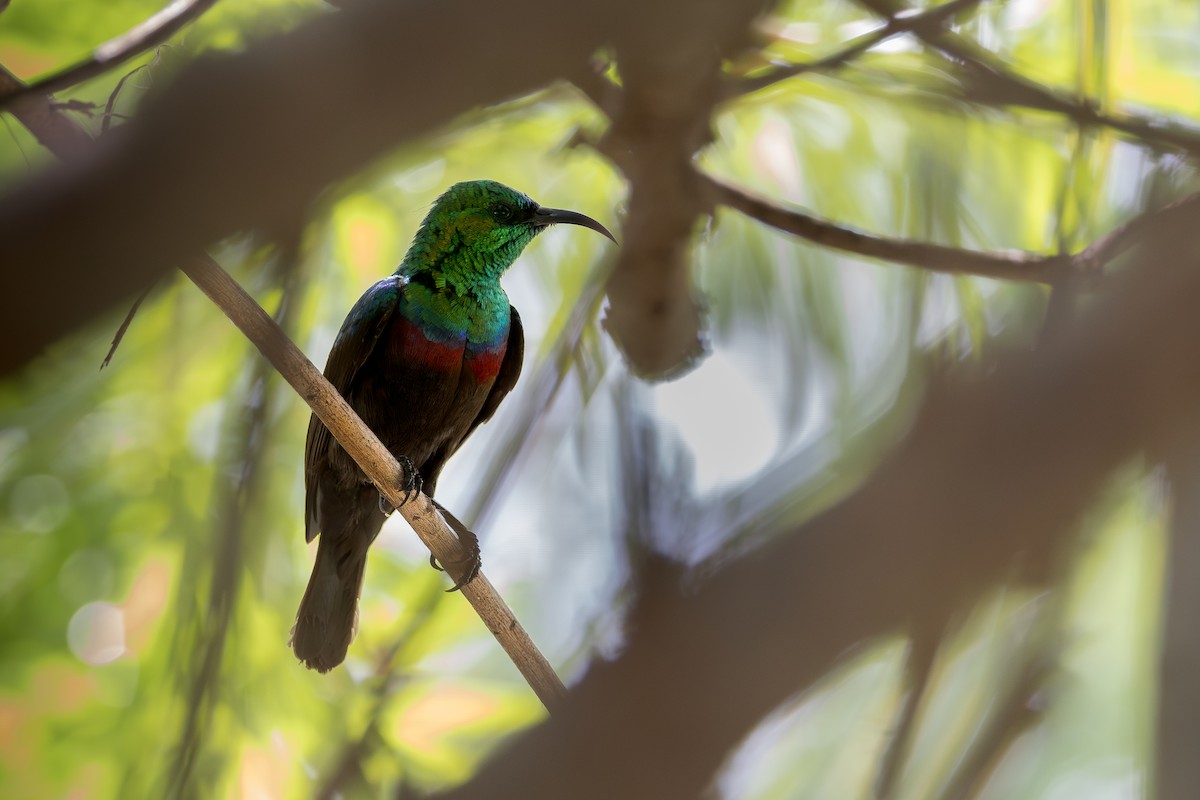 strdimil mariquaský - ML640199610