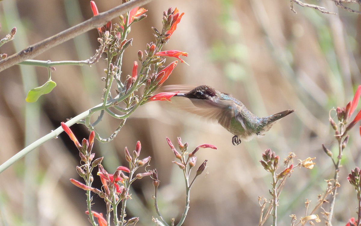Costa's Hummingbird - ML640199651