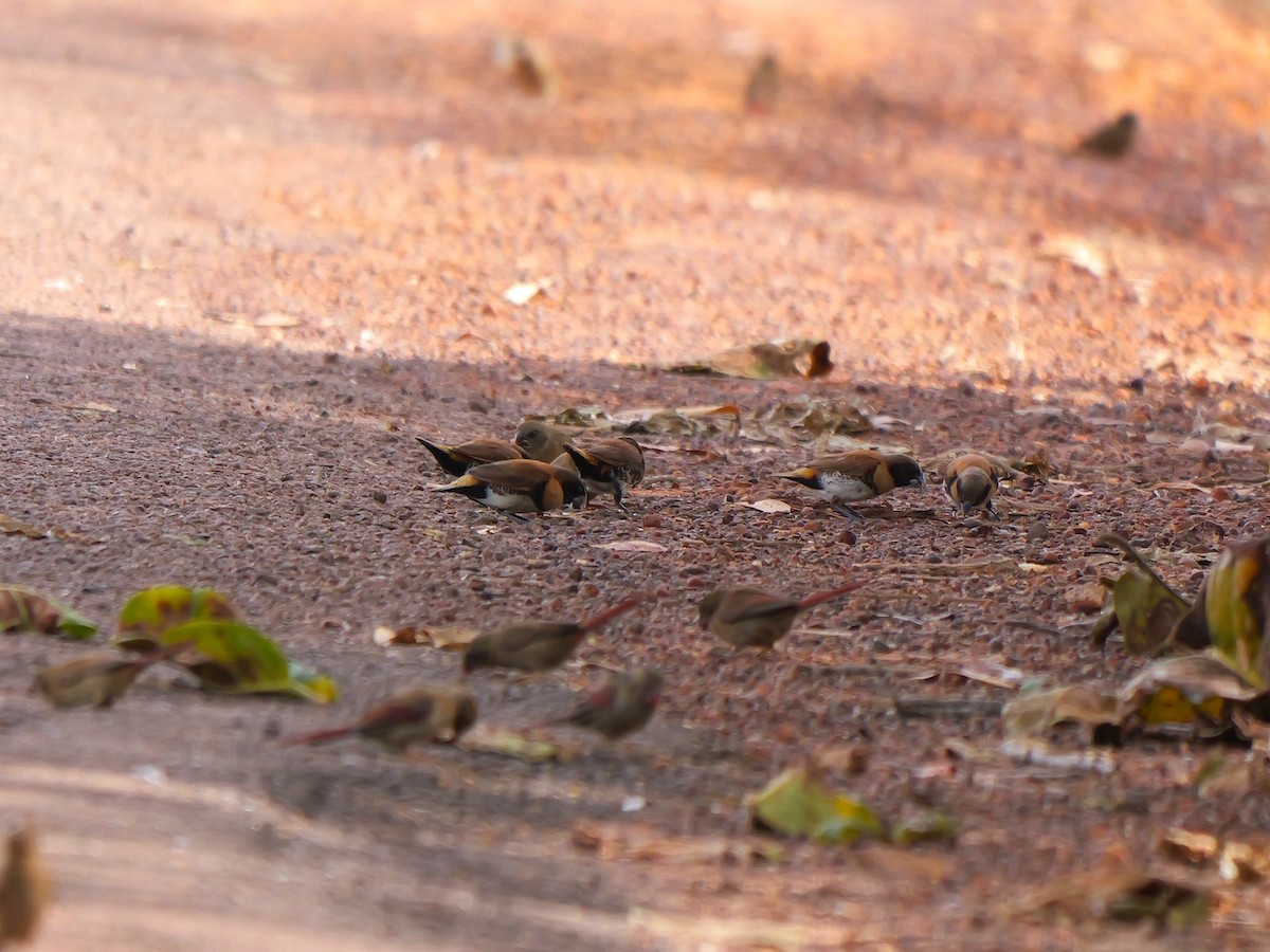 Chestnut-breasted Munia - ML640199667