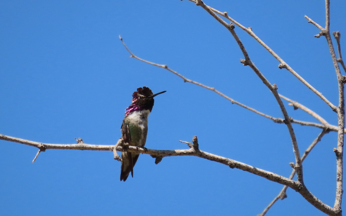 Costa's Hummingbird - ML640199688