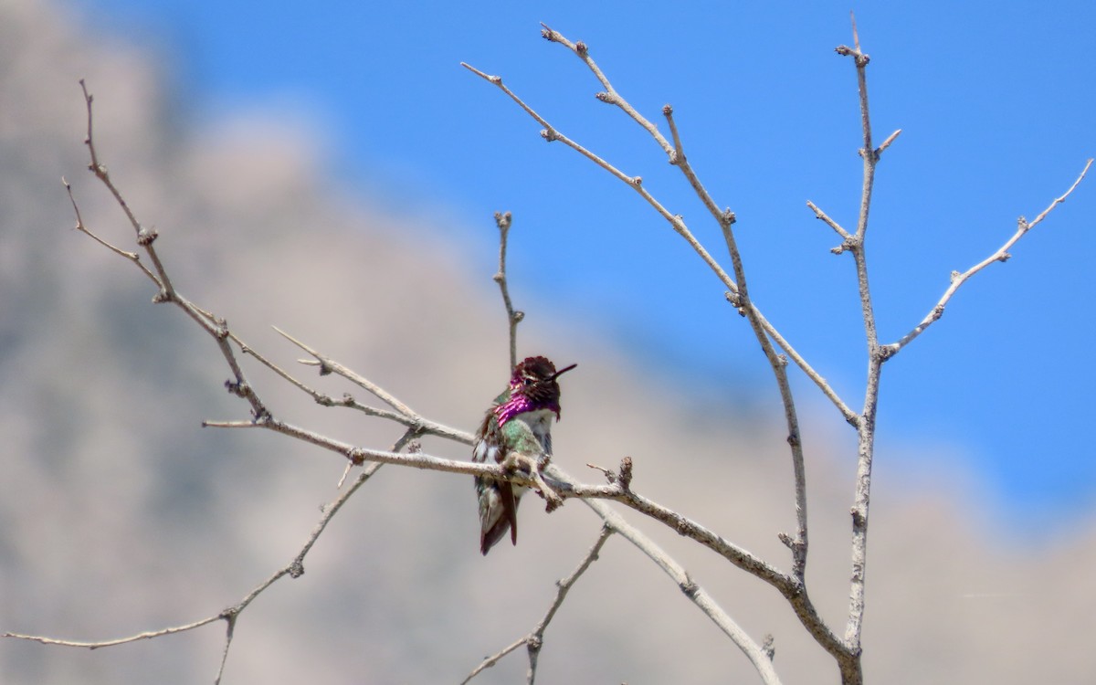 Costa's Hummingbird - ML640199706
