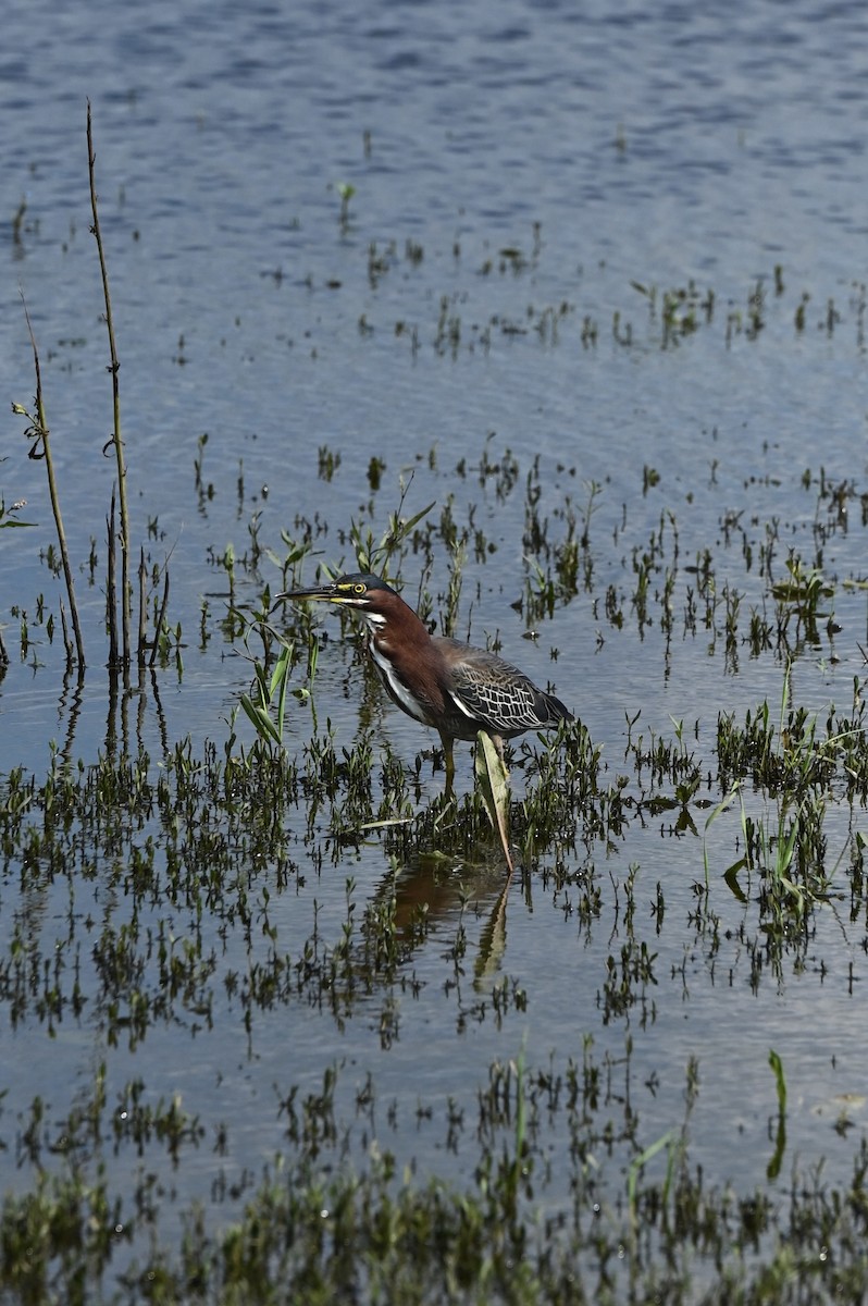 Green Heron - ML640199718