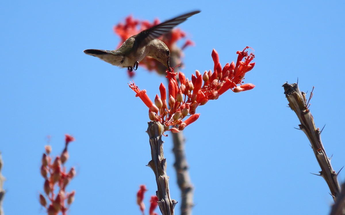 Black-chinned Hummingbird - ML640199870