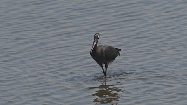 Ibis falcinelle - ML640199959