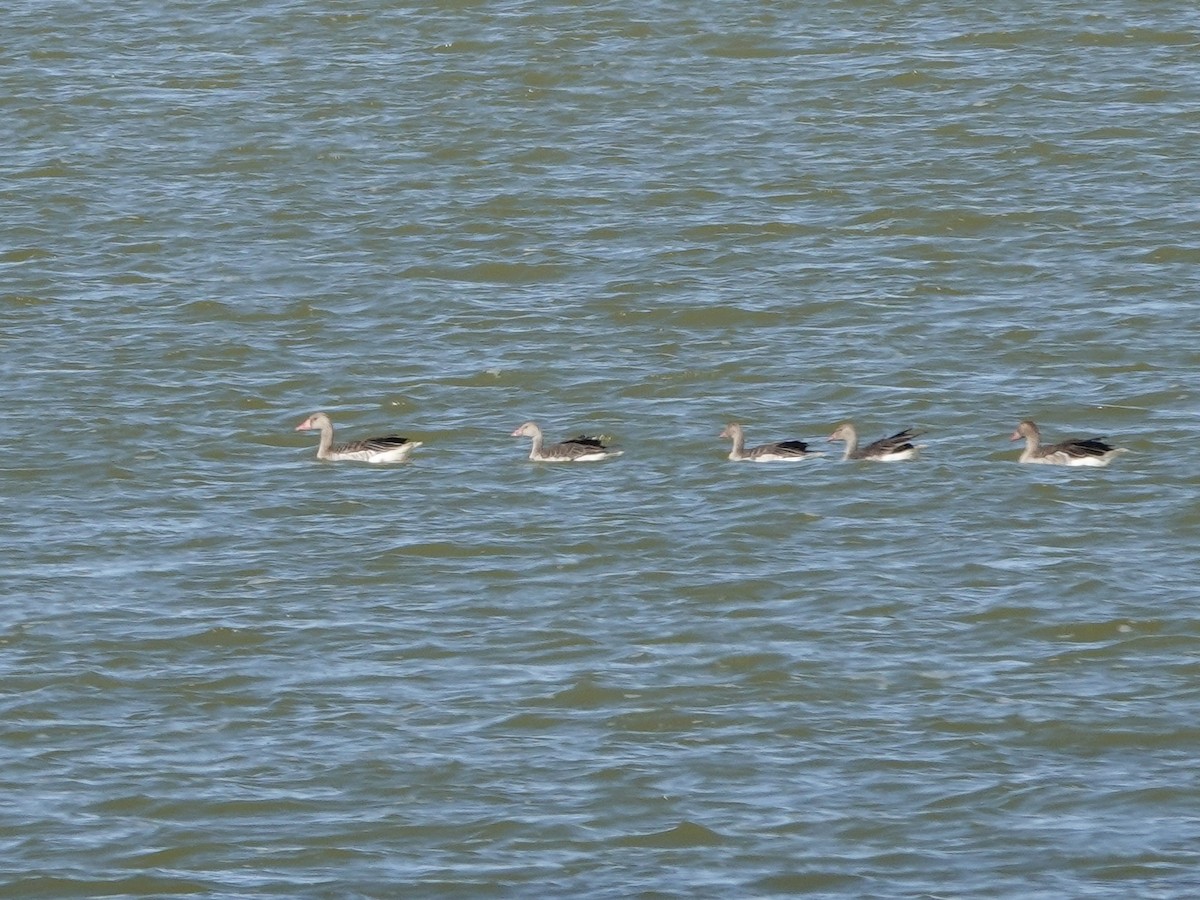Graylag Goose - ML640200041