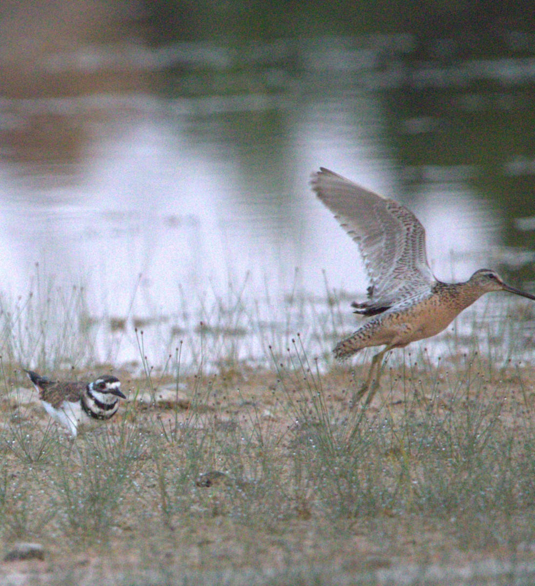 Long-billed Dowitcher - ML640200095