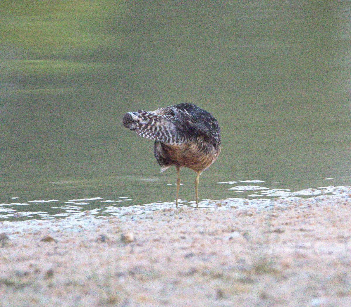 Long-billed Dowitcher - ML640200097