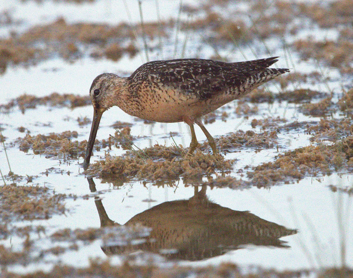 Long-billed Dowitcher - ML640200098