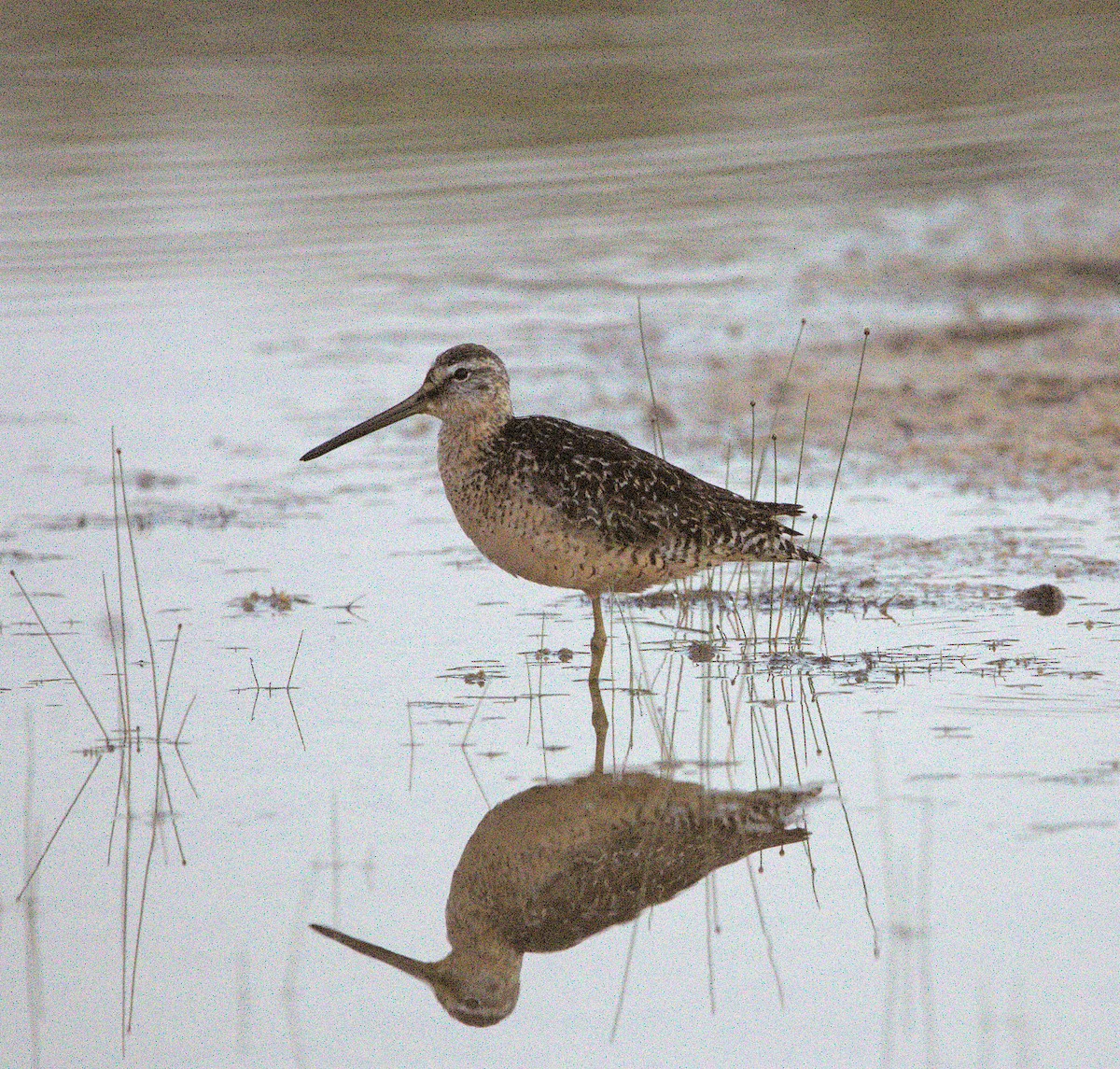 Long-billed Dowitcher - ML640200101