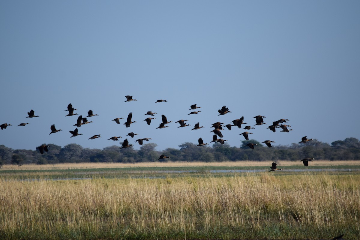 White-faced Whistling-Duck - ML640200106