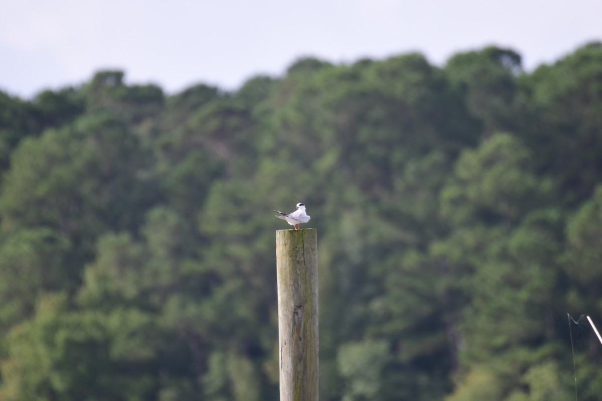 Forster's Tern - ML640200107