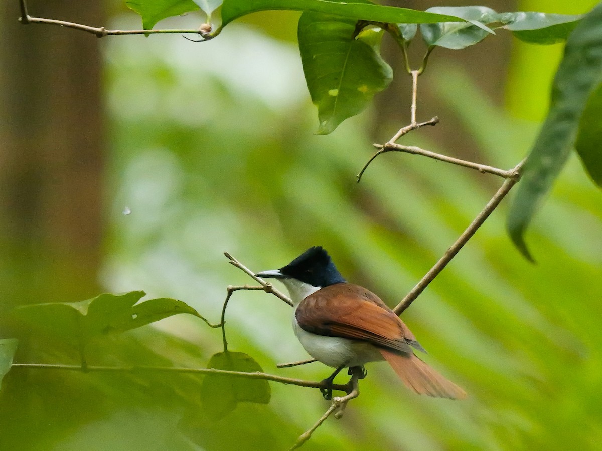 Shining Flycatcher - ML640200115