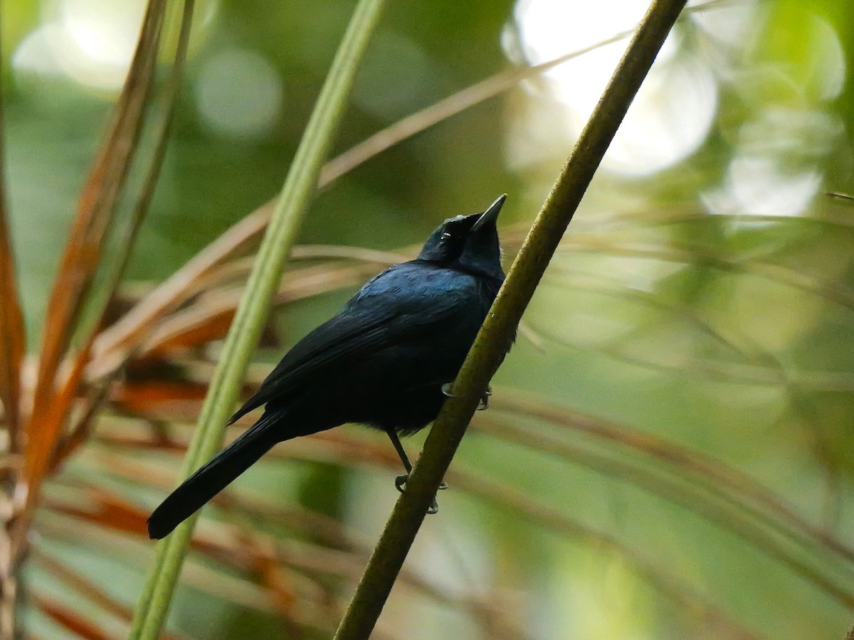 Shining Flycatcher - ML640200116