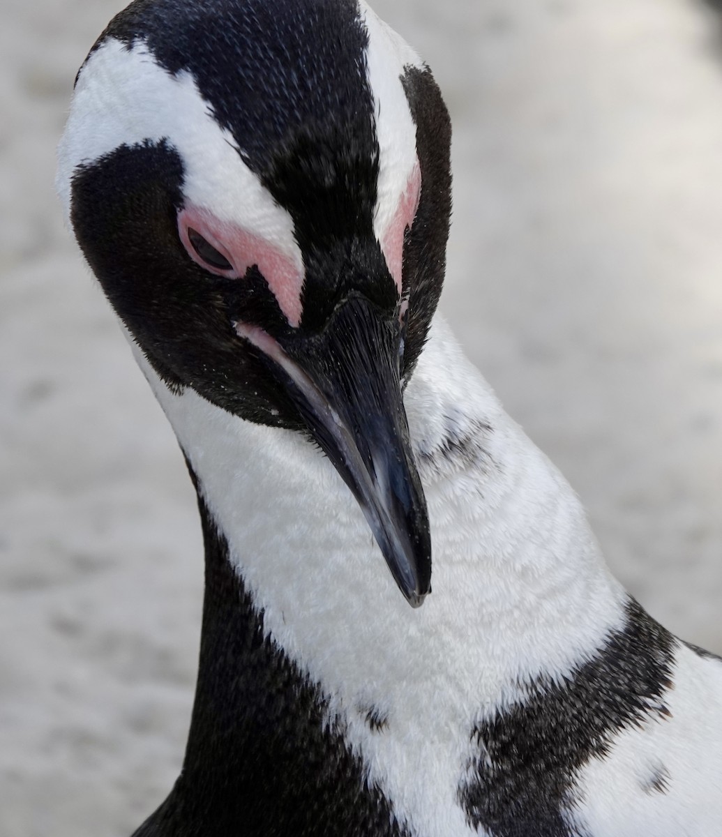 African Penguin - ML640200215