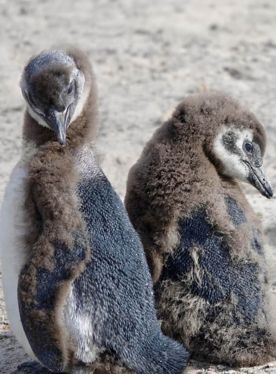 African Penguin - ML640200225