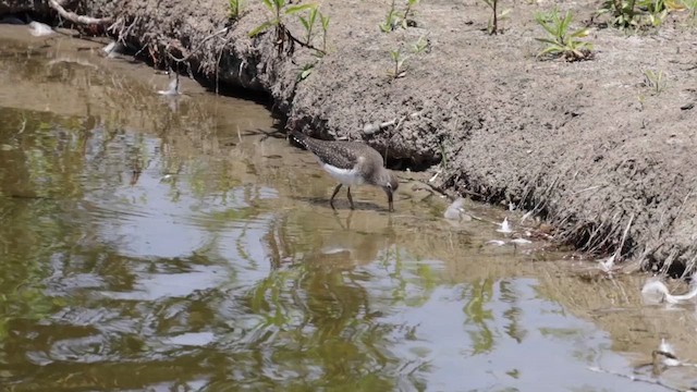 Einsiedelwasserläufer - ML640200286