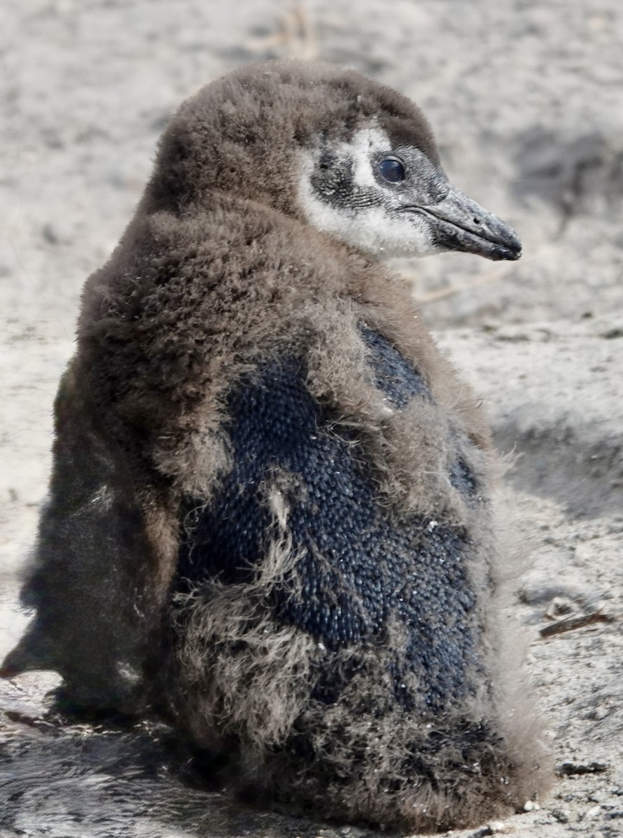 African Penguin - ML640200289