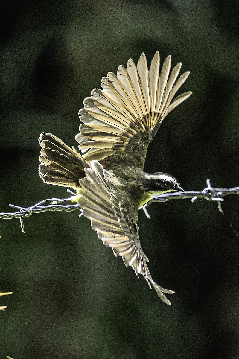 Rusty-margined Flycatcher - ML640200329