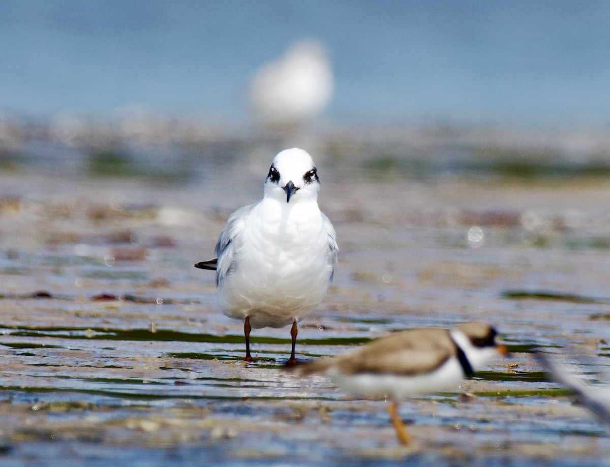 Forster's Tern - ML640200357