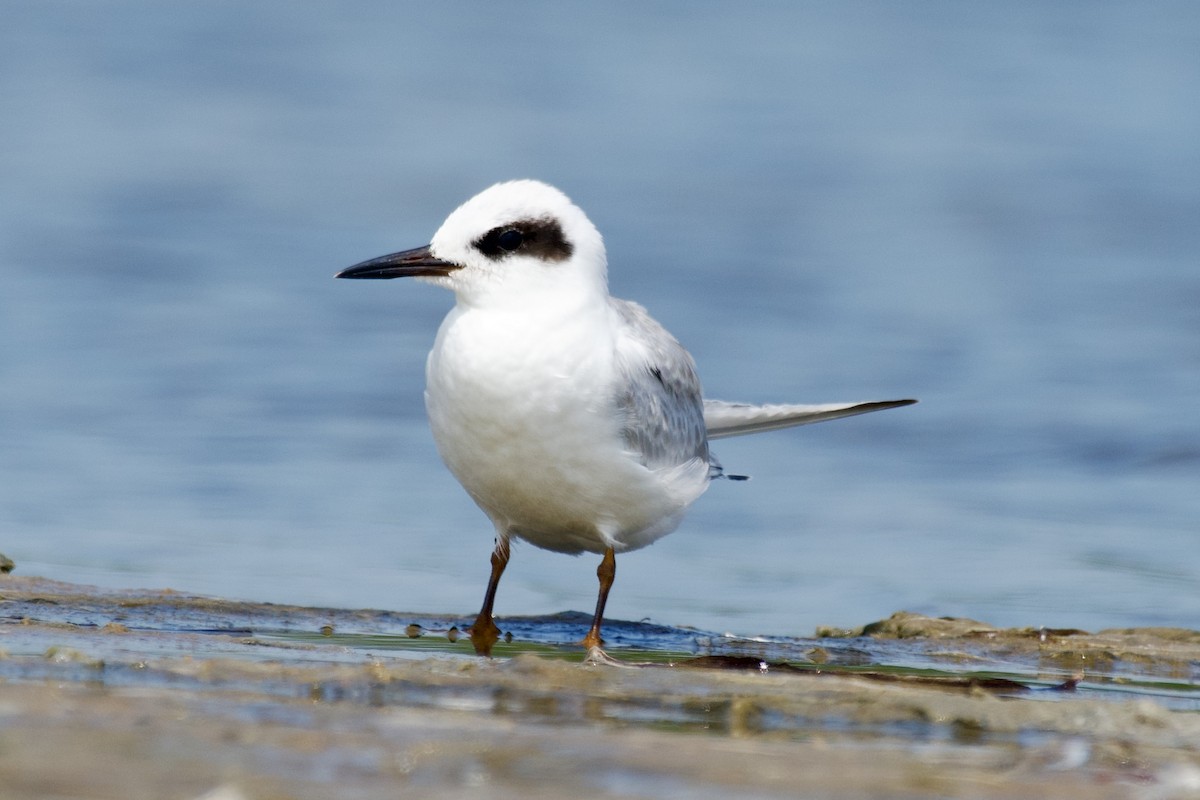 Forster's Tern - ML640200358