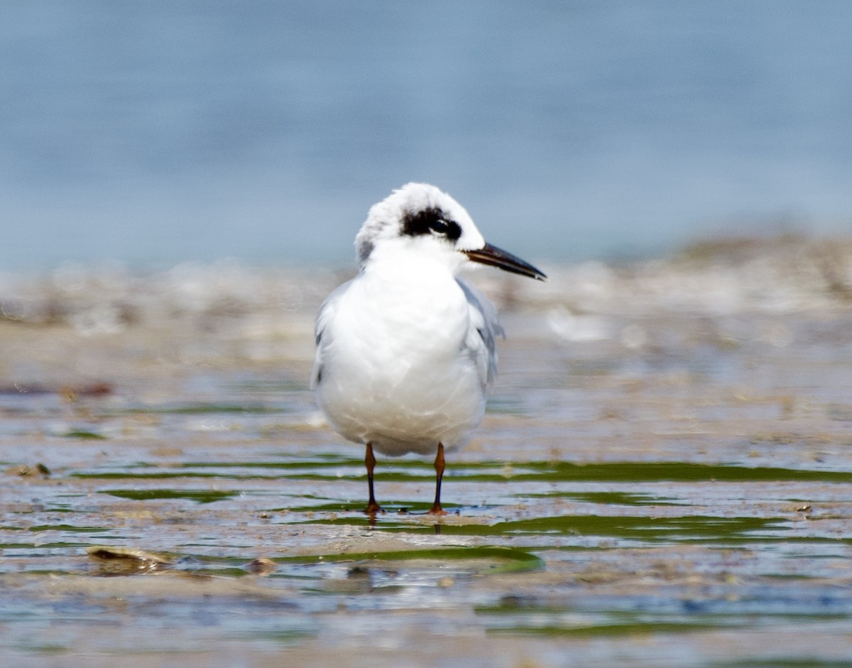 Forster's Tern - ML640200359