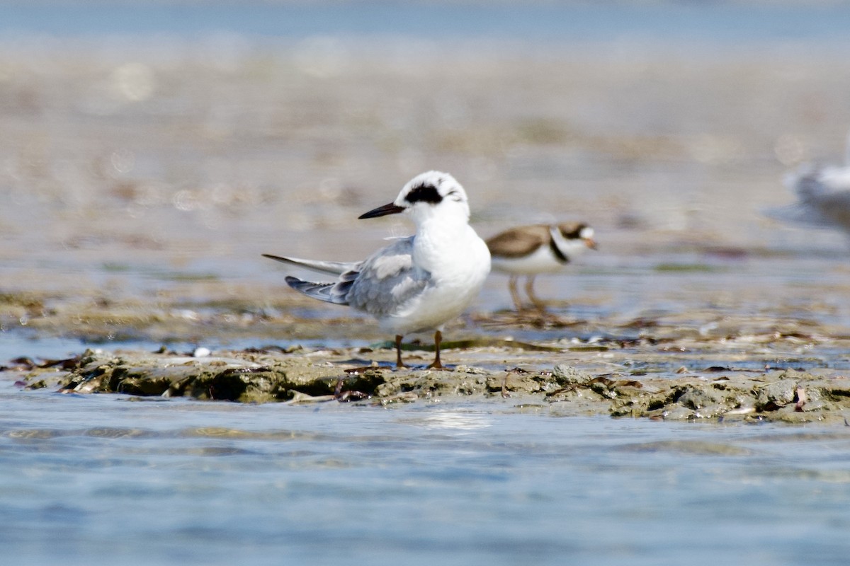Forster's Tern - ML640200360