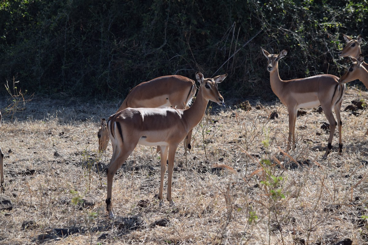 Impala - ML640200363