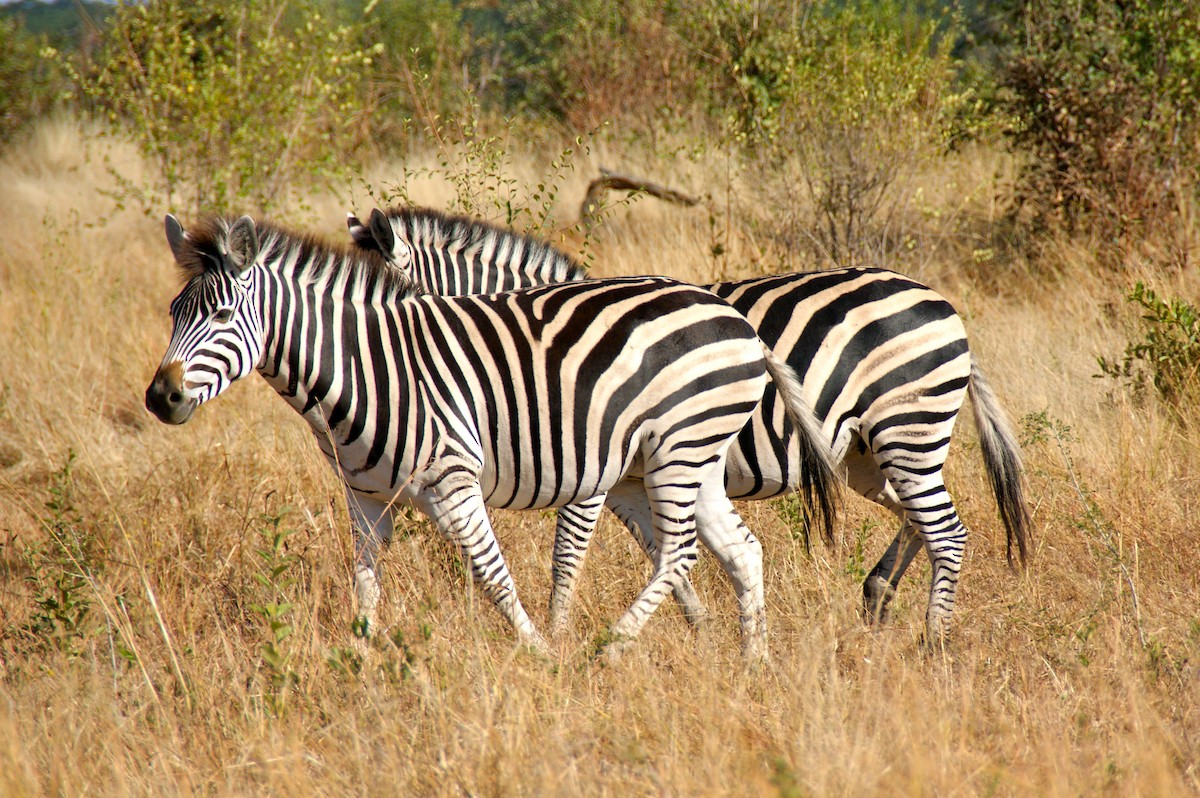 Burchell's Zebra - ML640200367