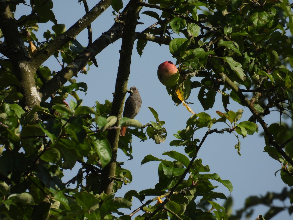 svartrødstjert (gibraltariensis/aterrimus) - ML640200402
