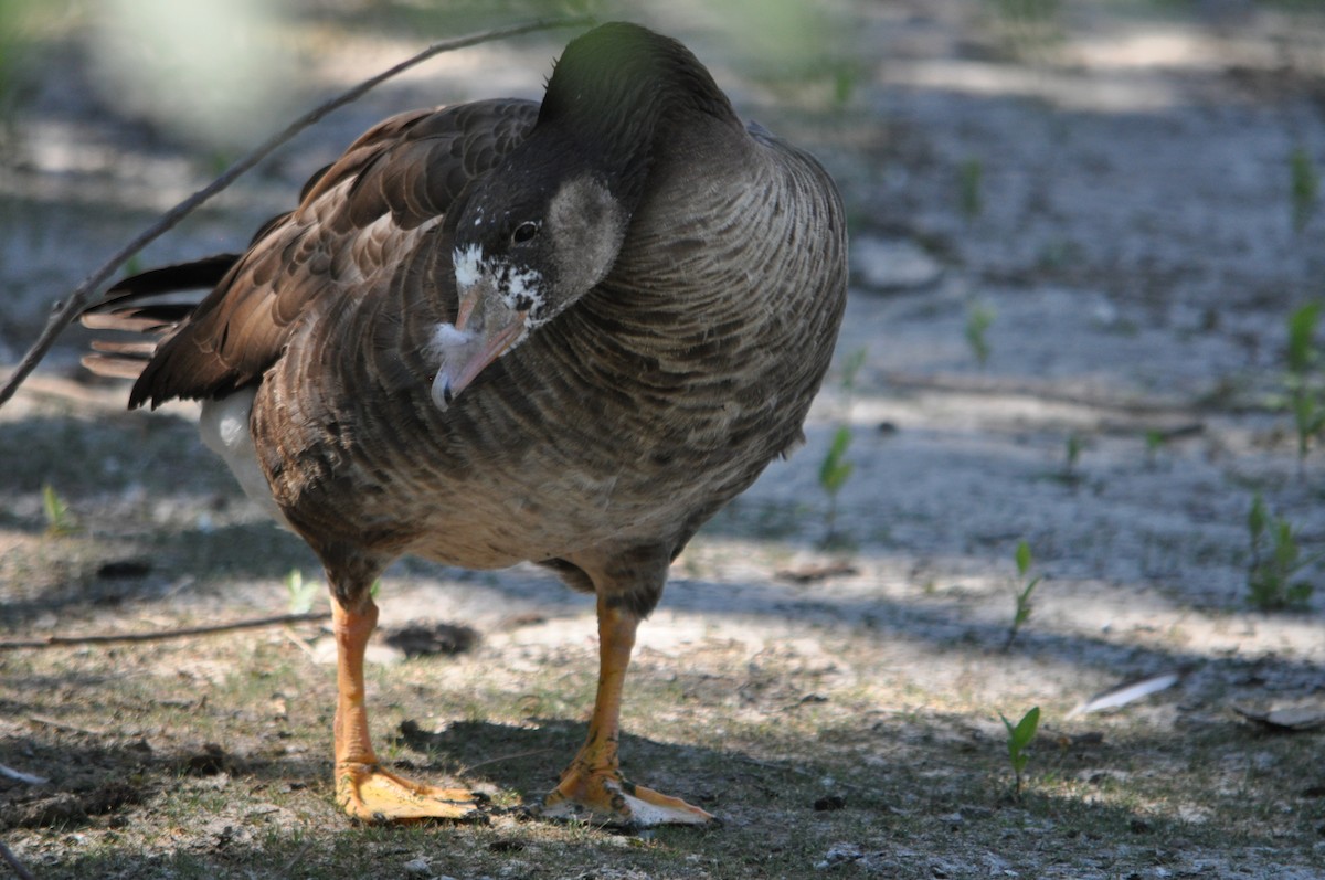 Graylag x Canada Goose (hybrid) - ML640200432