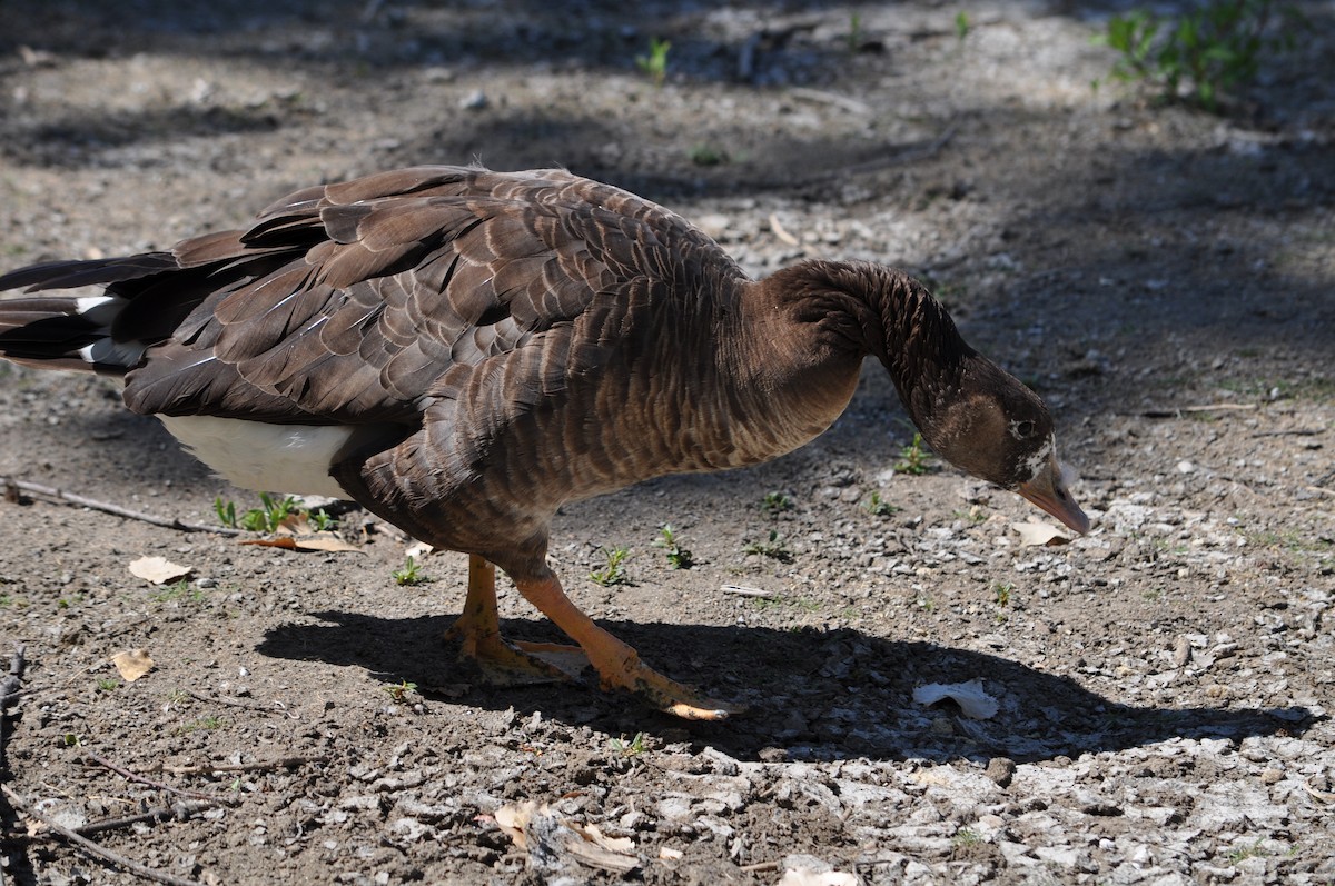 Graylag x Canada Goose (hybrid) - ML640200433