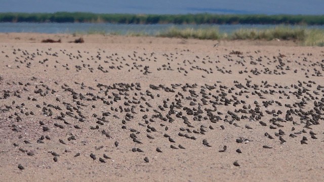 Bank Swallow - ML640200454