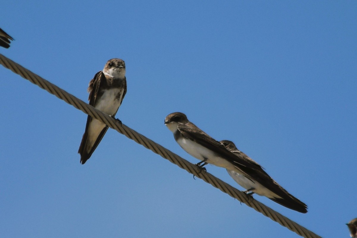 Bank Swallow - ML640200459