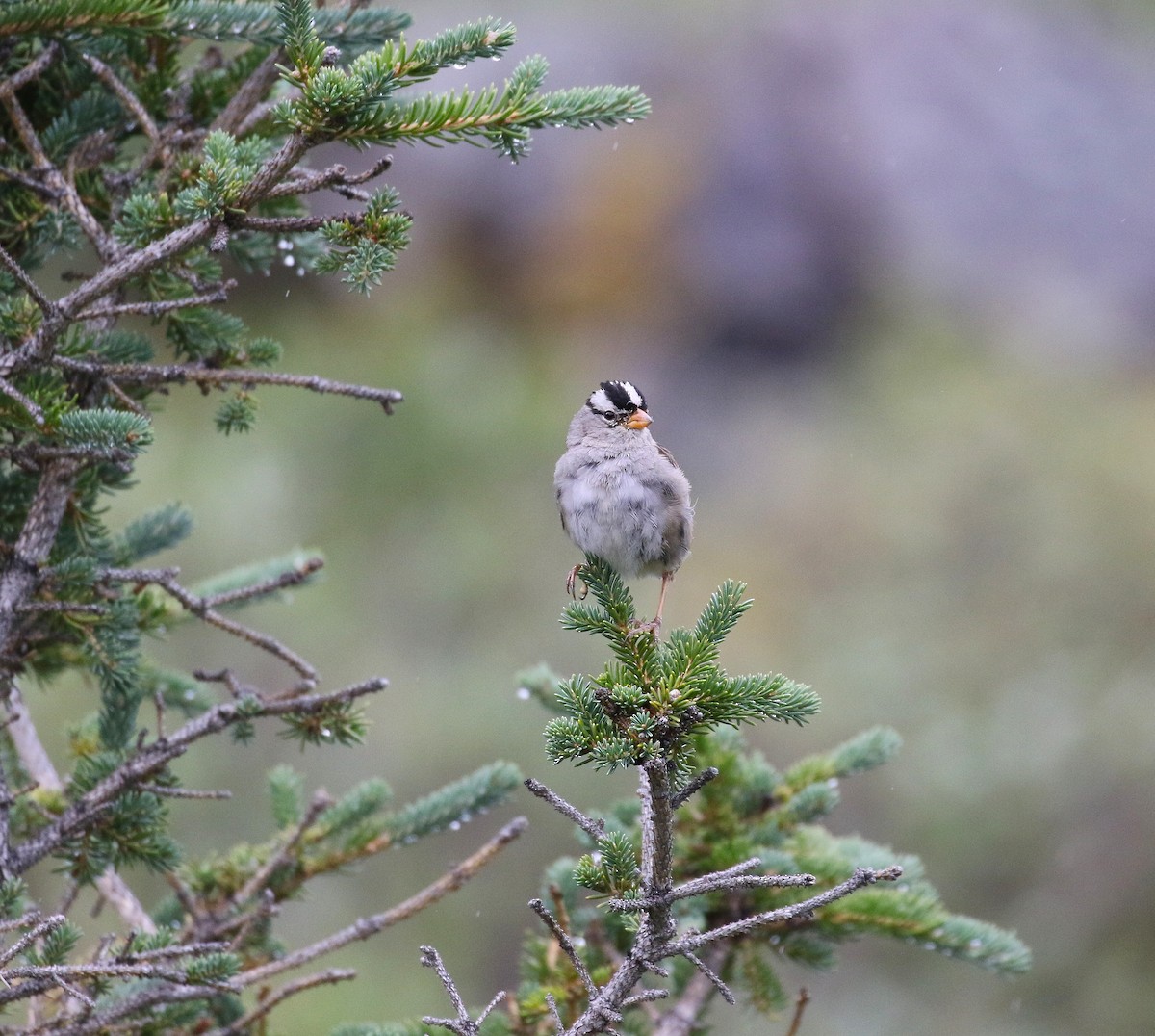 White-crowned Sparrow - ML640200513