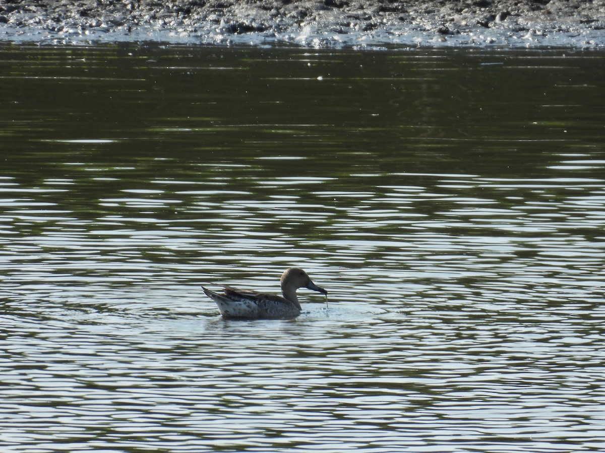 ostralka štíhlá - ML640200519