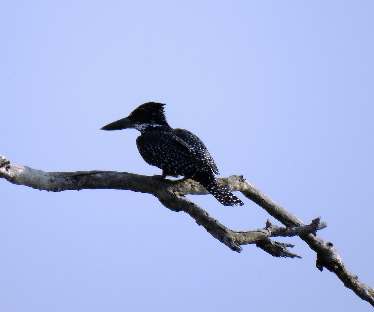 Giant Kingfisher - ML640200544