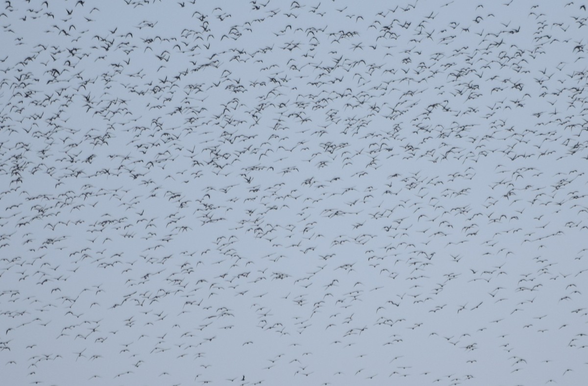 Red-billed Quelea - ML640200546