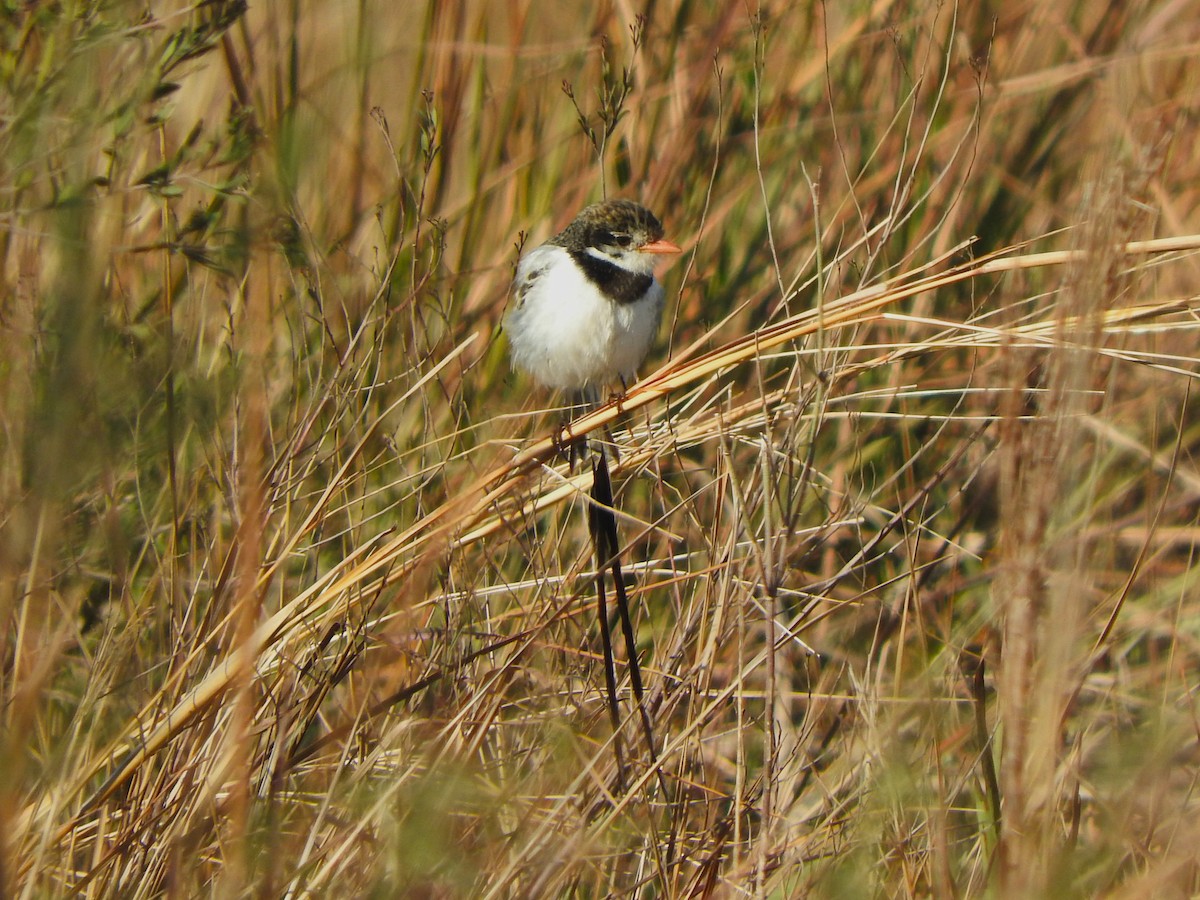 Strange-tailed Tyrant - ML640200558