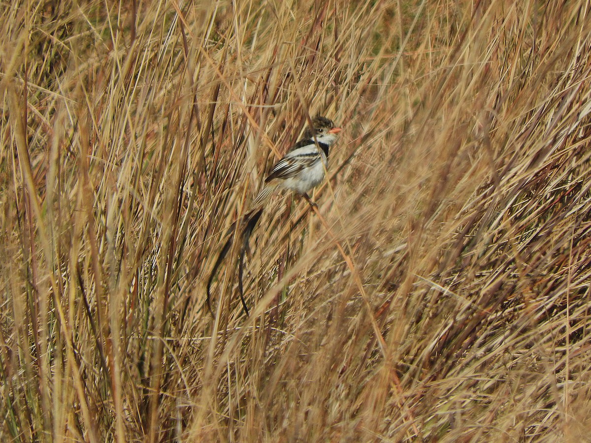 Strange-tailed Tyrant - ML640200559