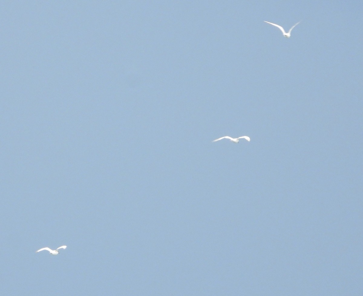 Forster's Tern - ML640200569