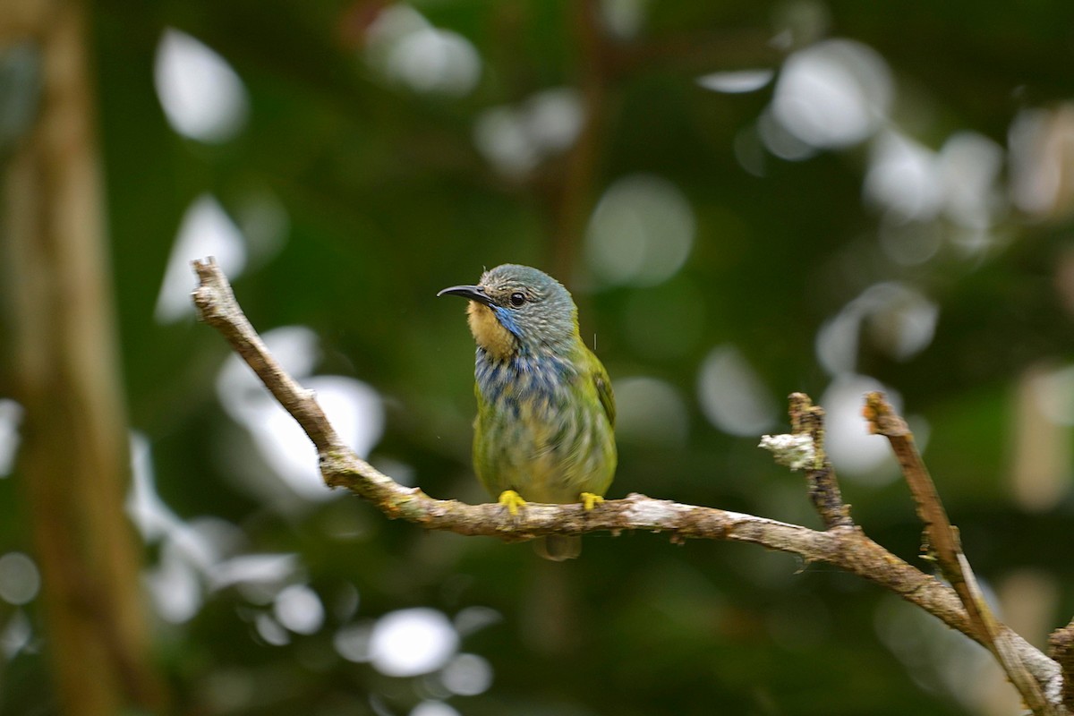 Azurnaschvogel - ML640200602