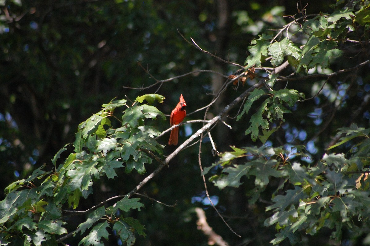Cardenal Norteño - ML640200614
