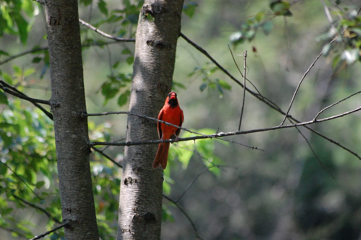 Cardenal Norteño - ML640200615