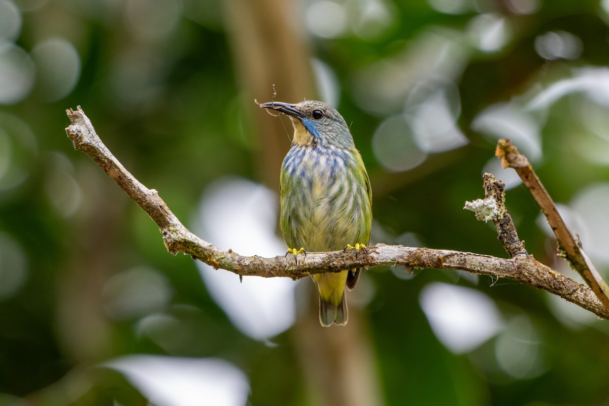 Azurnaschvogel - ML640200623