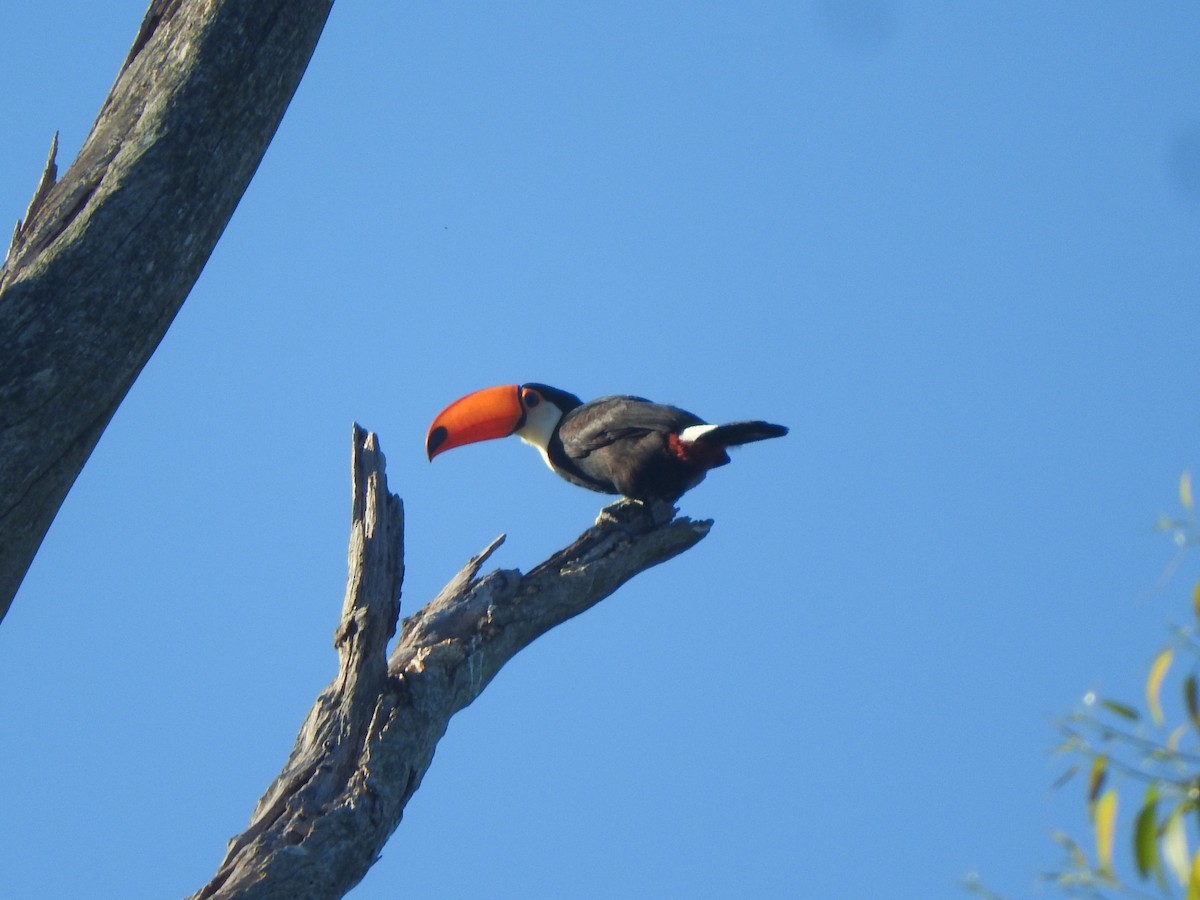 Toco Toucan - ML640200631